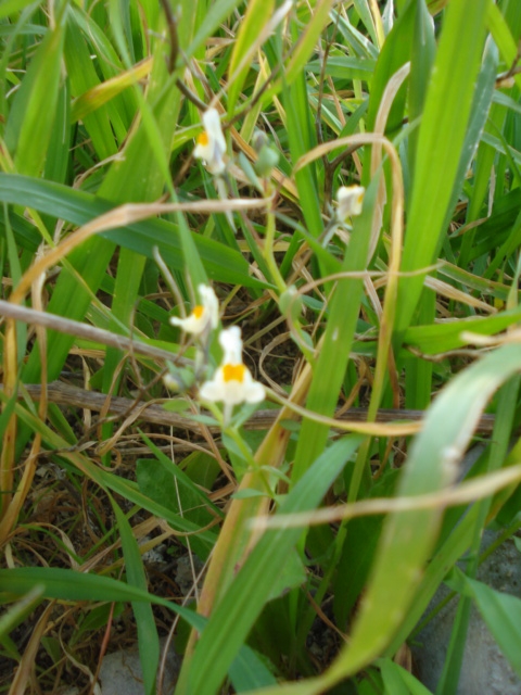 Come fossero piccole orchidee... Linaria reflexa