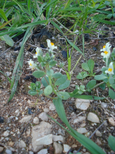 Come fossero piccole orchidee... Linaria reflexa