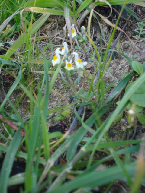 Come fossero piccole orchidee... Linaria reflexa