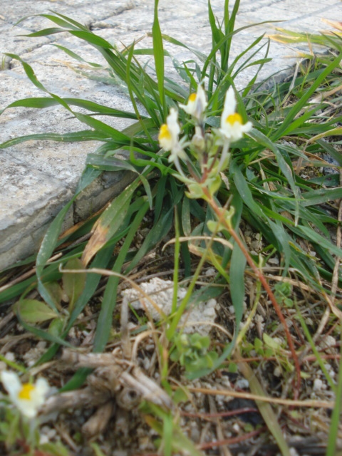 Come fossero piccole orchidee... Linaria reflexa