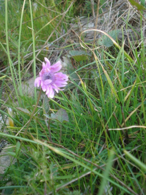 Piantina ignota... - Anemone hortensis