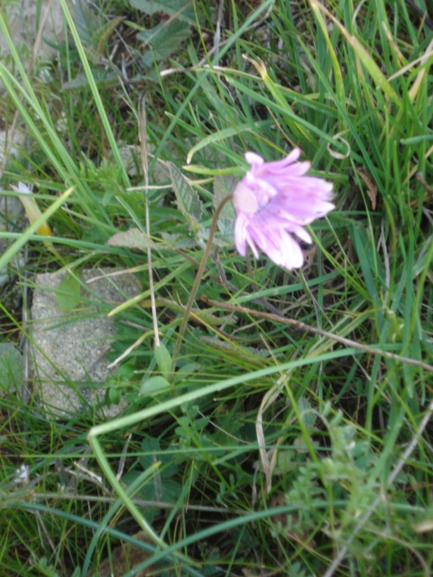 Piantina ignota... - Anemone hortensis