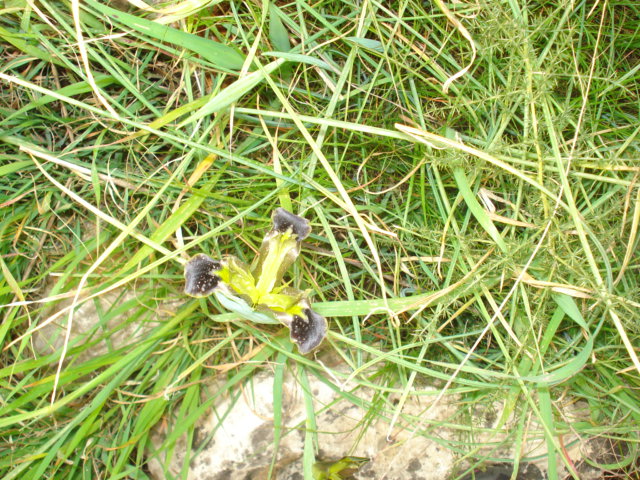 Iridacea: Hermodactylus tuberosus (L.) Salisb.