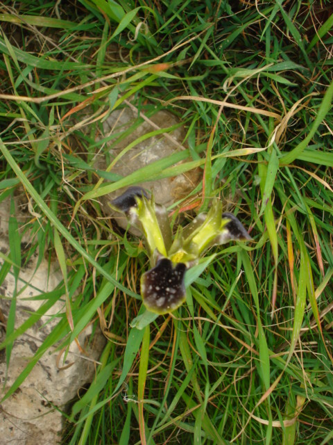 Iridacea: Hermodactylus tuberosus (L.) Salisb.