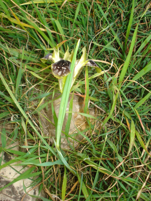 Iridacea: Hermodactylus tuberosus (L.) Salisb.