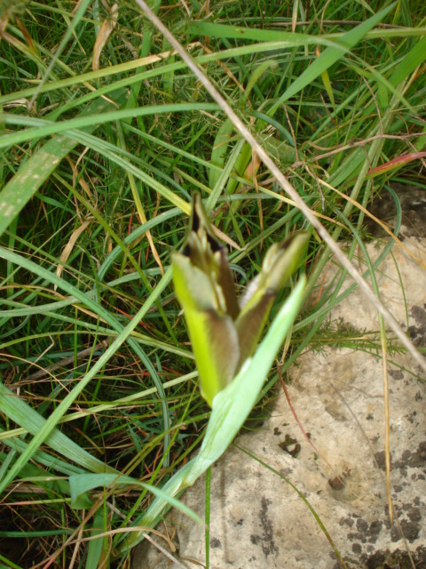 Iridacea: Hermodactylus tuberosus (L.) Salisb.