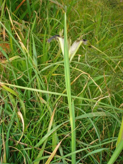 Iridacea: Hermodactylus tuberosus (L.) Salisb.