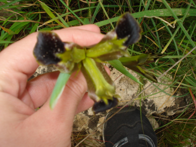 Iridacea: Hermodactylus tuberosus (L.) Salisb.