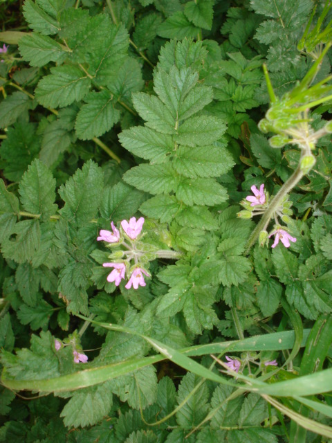 Erodium moschatum