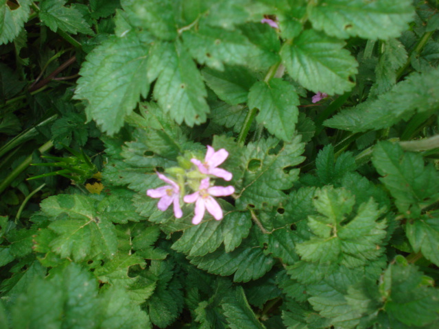 Erodium moschatum