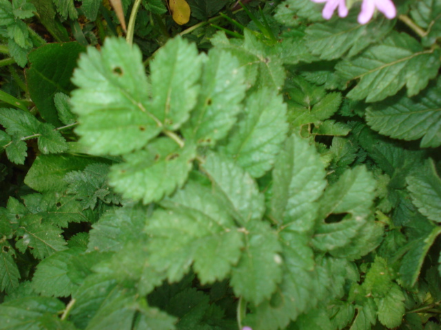 Erodium moschatum