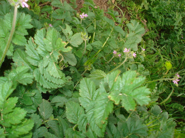 Erodium moschatum