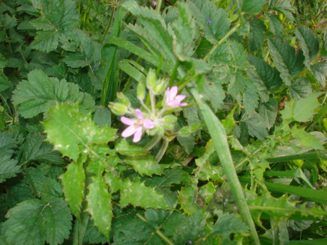 Erodium moschatum