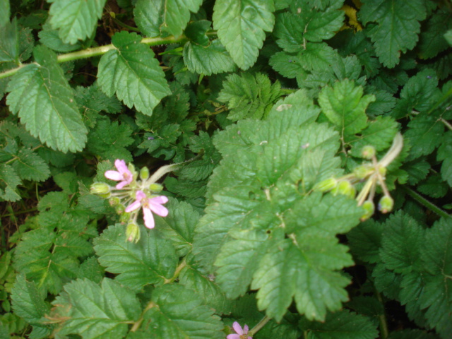 Erodium moschatum