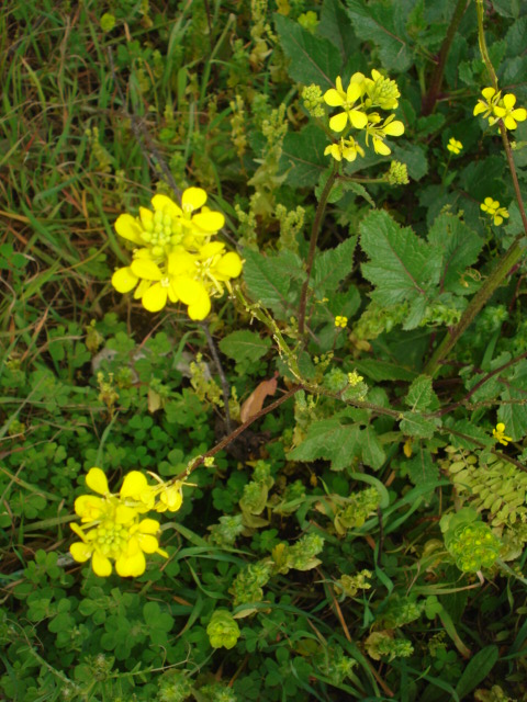 Brassica nigra / Senape nera