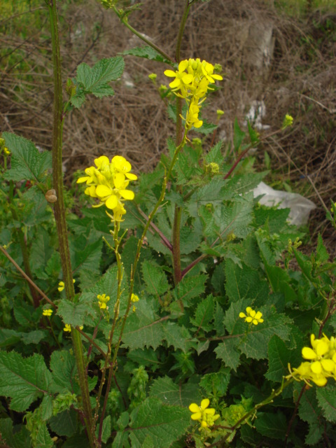 Brassica nigra / Senape nera