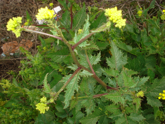 Brassica nigra / Senape nera