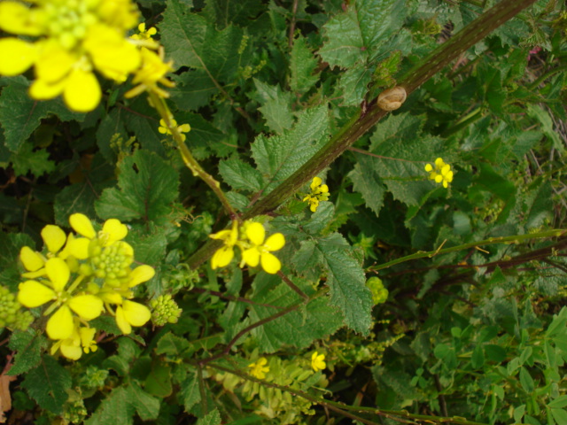 Brassica nigra / Senape nera