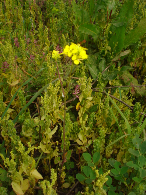 Brassica nigra / Senape nera