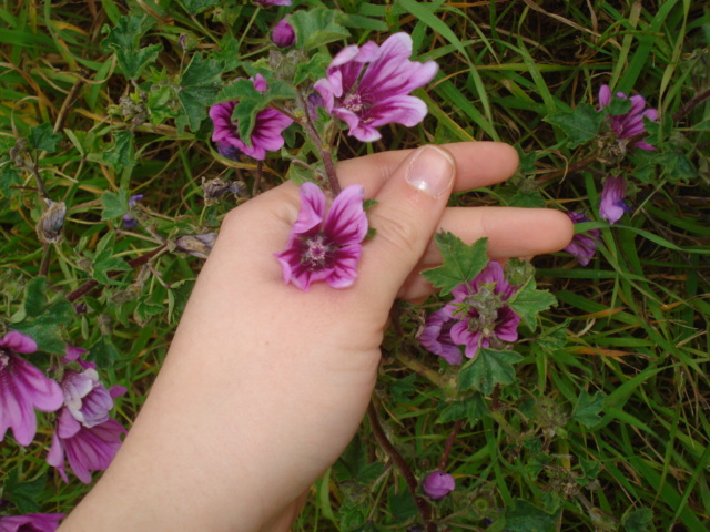 Malva sylvestris