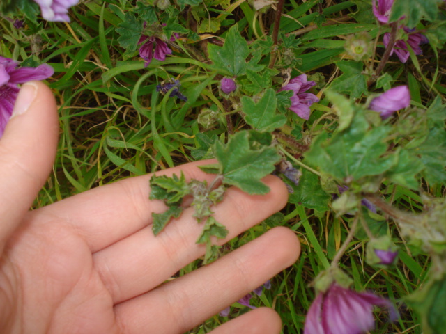 Malva sylvestris