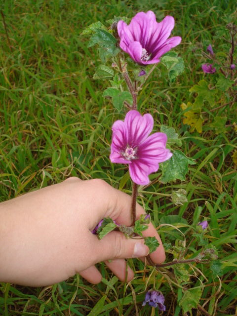 Malva sylvestris