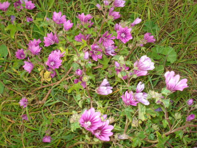 Malva sylvestris