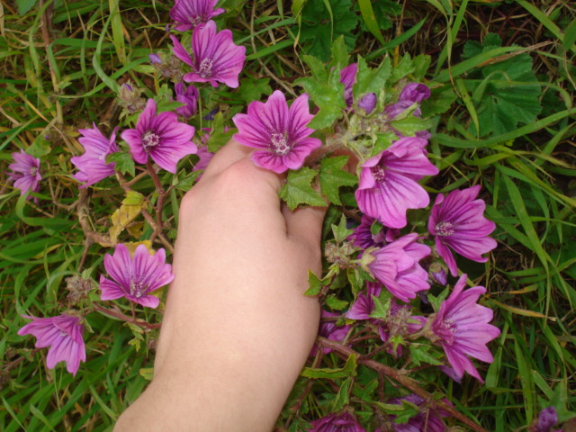 Malva sylvestris