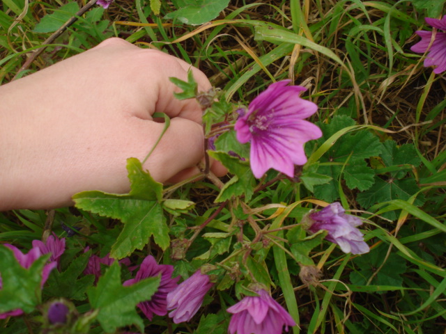 Malva sylvestris