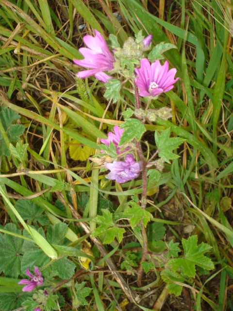 Malva sylvestris