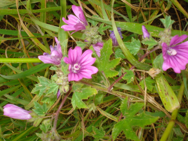 Malva sylvestris