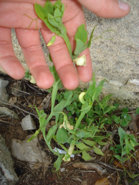 Leguminosa dai fiori chiari...? - Lathyrus ochrus