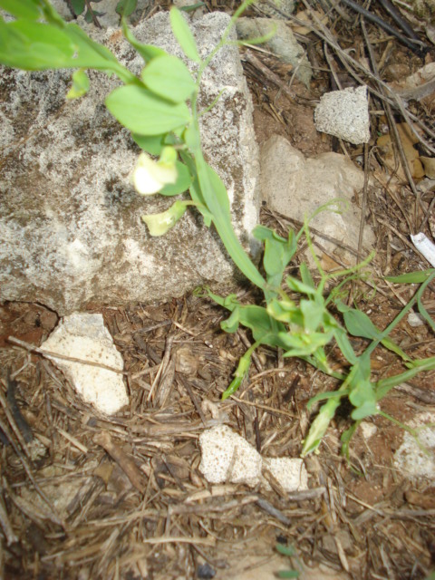 Leguminosa dai fiori chiari...? - Lathyrus ochrus