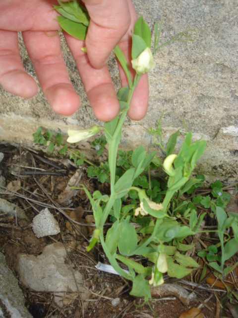 Leguminosa dai fiori chiari...? - Lathyrus ochrus