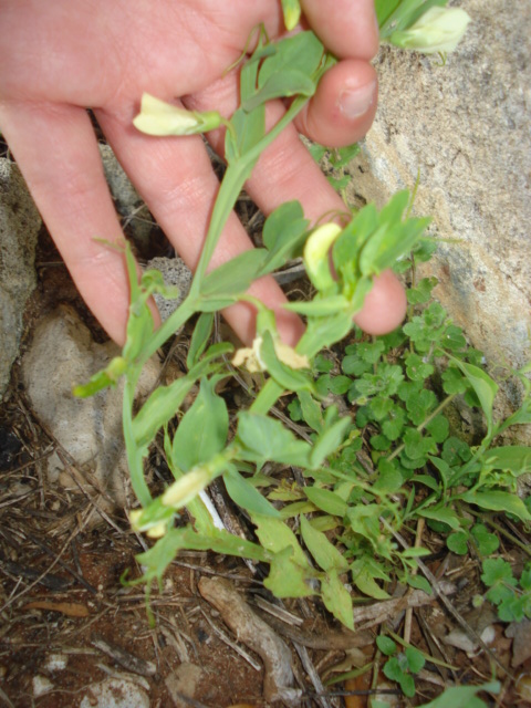 Leguminosa dai fiori chiari...? - Lathyrus ochrus