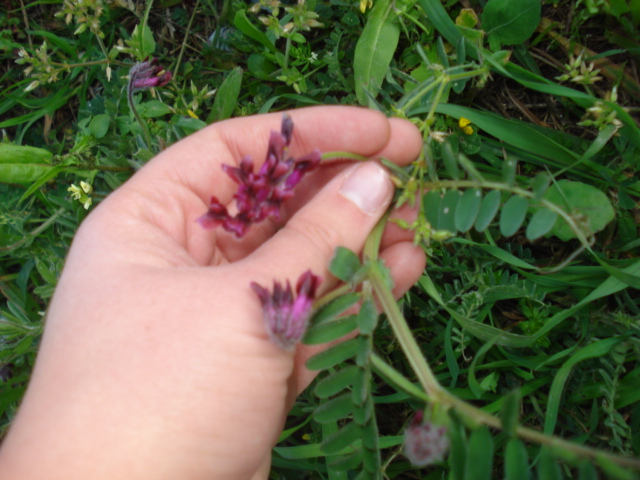 Vicia benghalensis