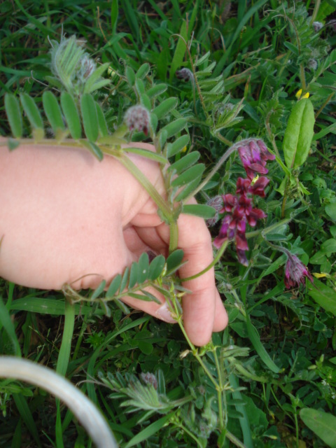 Vicia benghalensis