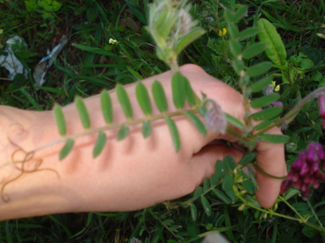 Vicia benghalensis