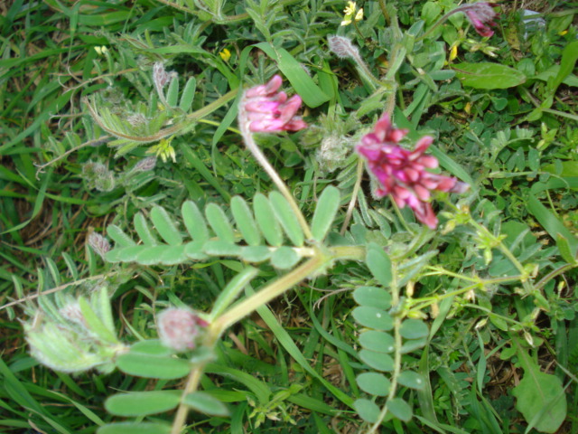 Vicia benghalensis