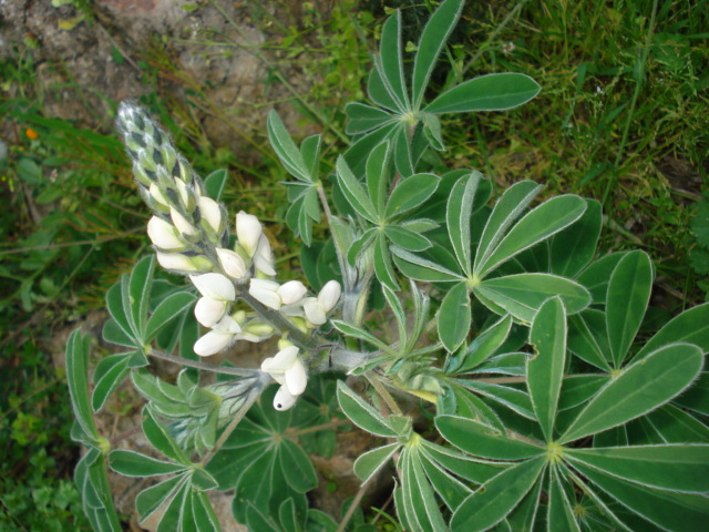 Lupinus albus / Lupino bianco