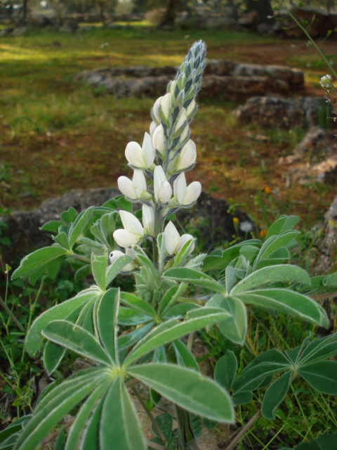 Lupinus albus / Lupino bianco