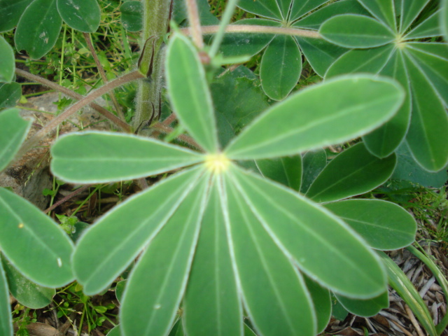 Lupinus albus / Lupino bianco