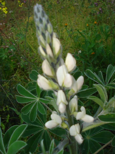 Lupinus albus / Lupino bianco