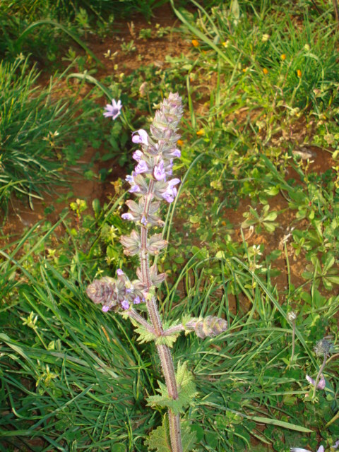 Verbenacea? - No, Salvia verbenaca