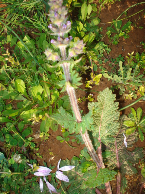 Verbenacea? - No, Salvia verbenaca