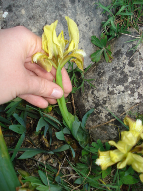 Iridacea? -  Iris pseudopumila