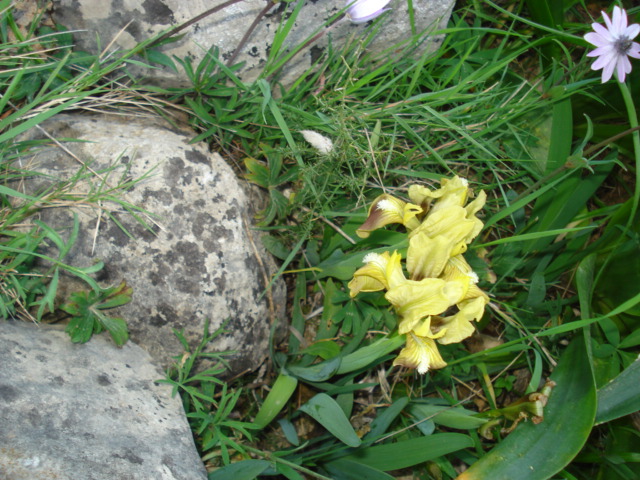 Iridacea? -  Iris pseudopumila