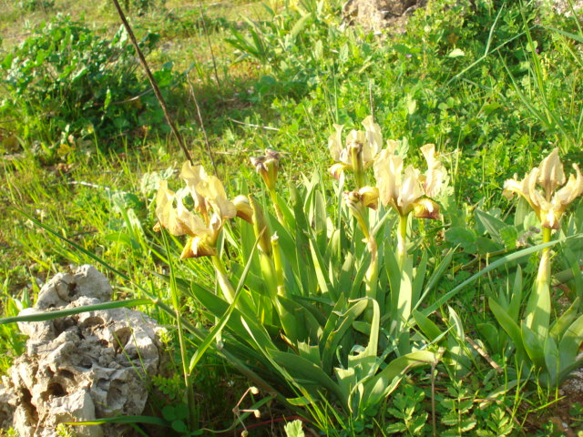 Iridacea? -  Iris pseudopumila