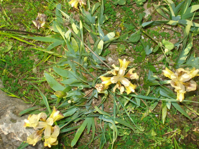 Iridacea? -  Iris pseudopumila