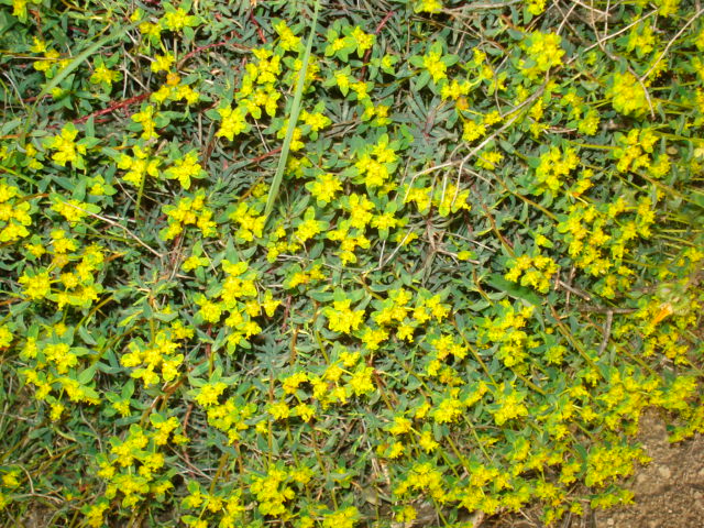 Euphorbia spinosa